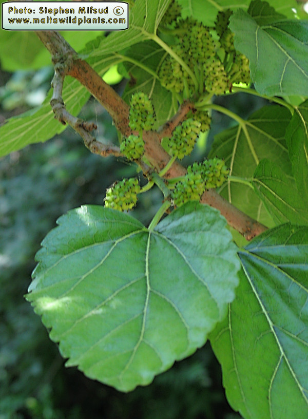 Leaf