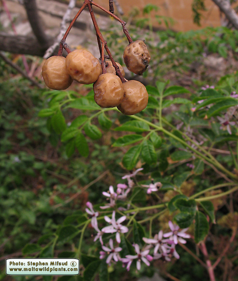 OrnamentalGozo.JPG