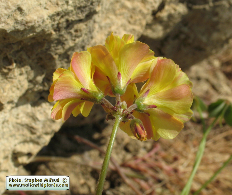 Oxalis_atypical1.JPG