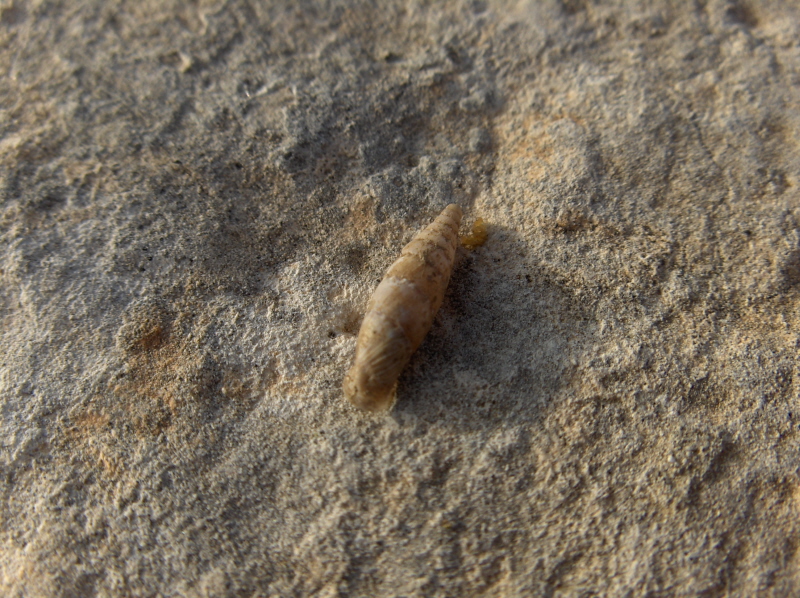 I've never seen this mollusc active.