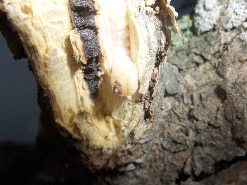 Fat white larva feeding on the remains of the tree. Wait till you see the Bug!!