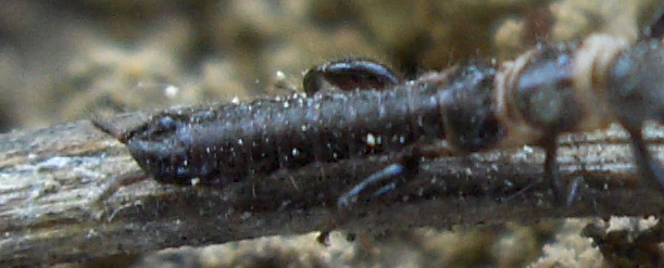 Notice the tail and No of segments of abdomen.