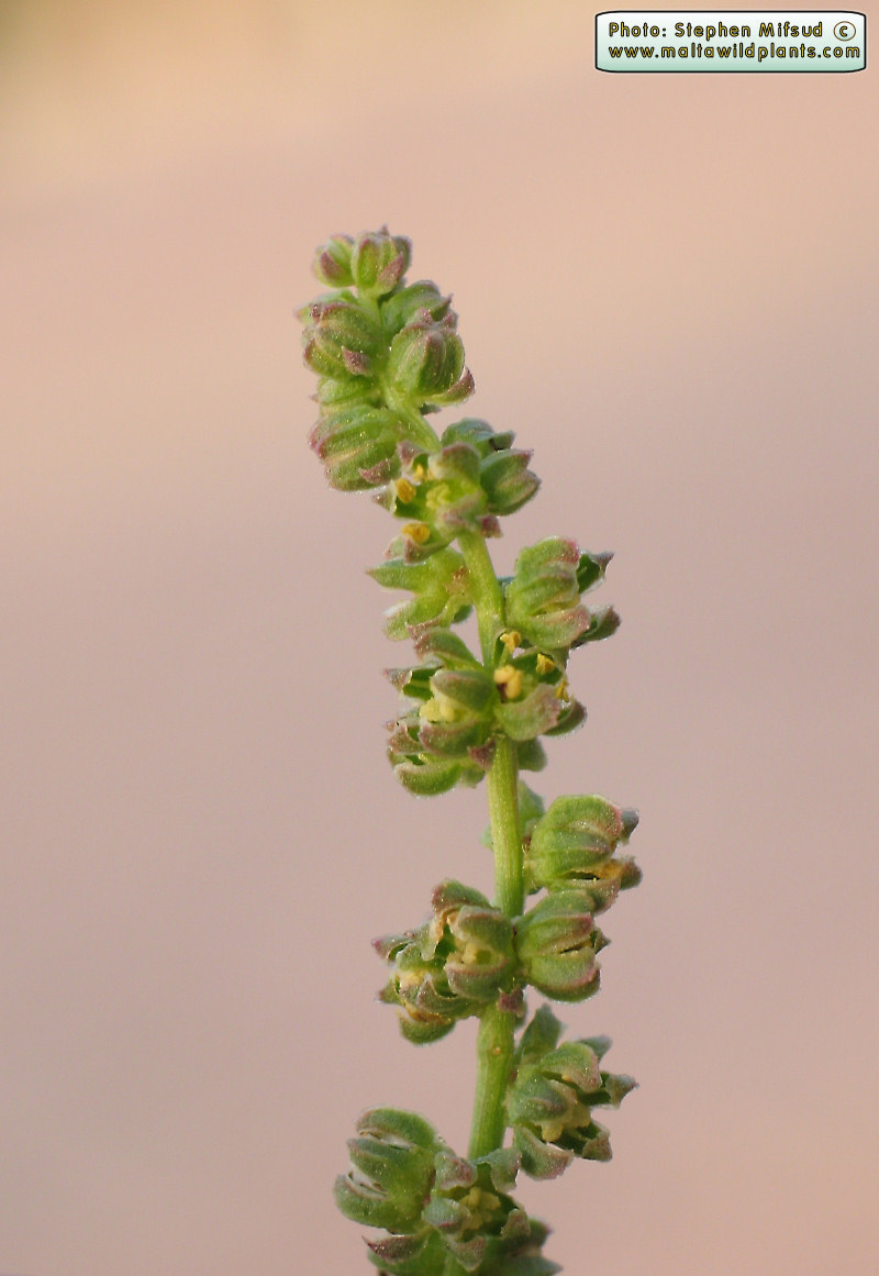Atriplex ?