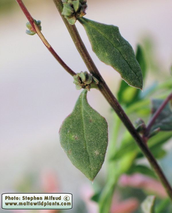 Atriplex2.jpg