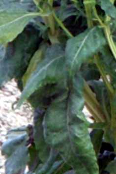And that are the leafs from the Quiz-plant. I took the scrop (?) from a photo of the whole, big example, therefore the bad quality