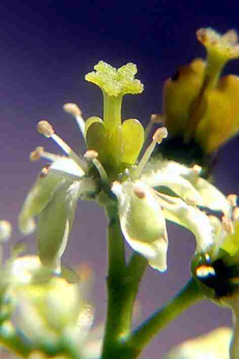 Blüte.jpg