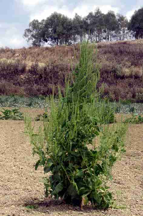 Atriplex Feld.jpg
