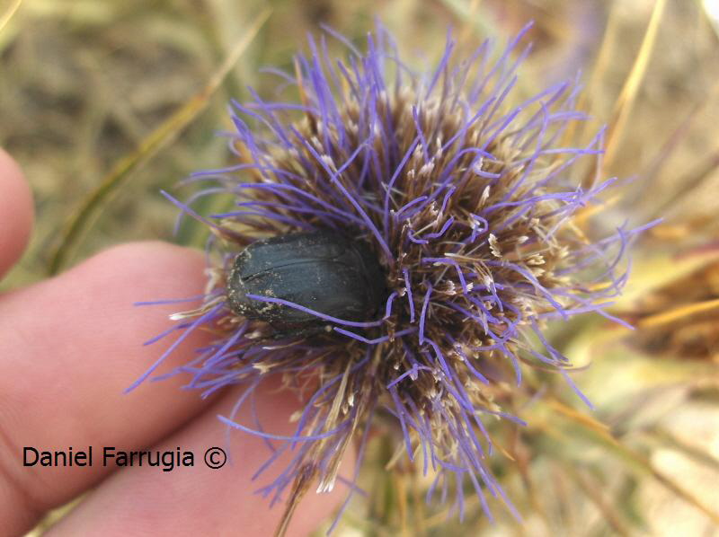 Another beetle feeding on a flower.