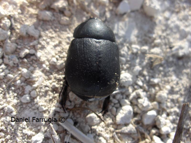 A nice 2 cm beetle