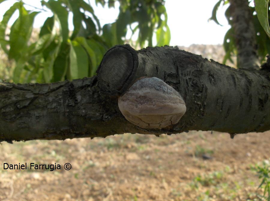 This parasitic fungus growing on a peach tree is very tough and has pores.