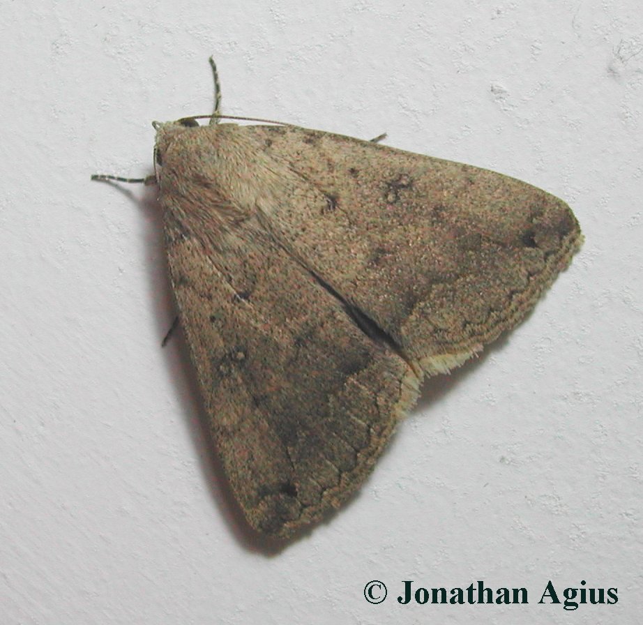 Clytie illunaris.jpg