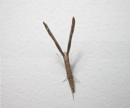 Agdistis tamaricis.jpg
