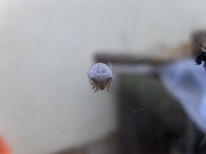 Nice little arachnid not more that halve a cm.