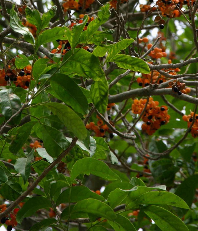 leaves of.jpg