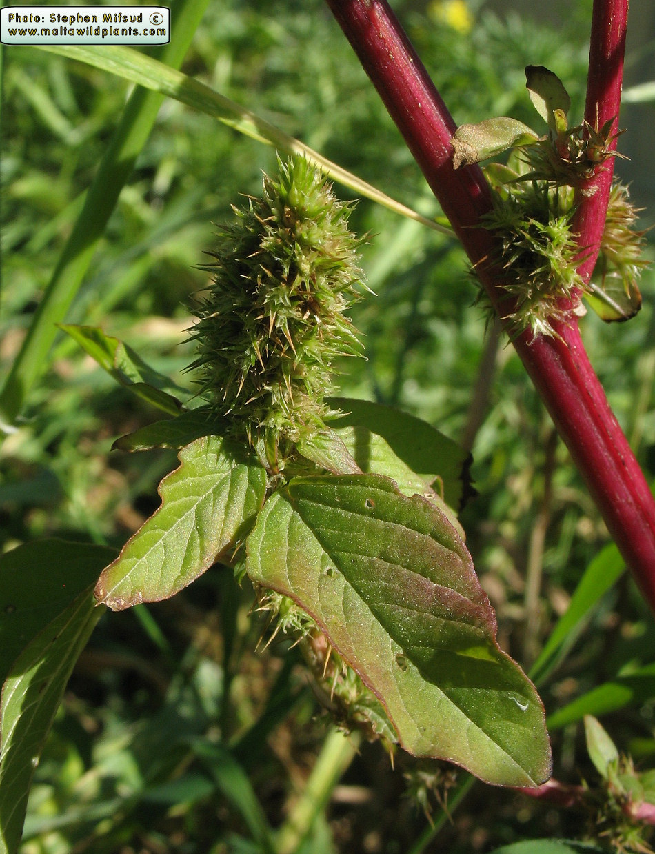 Flowers of  Amaranthus hybridus