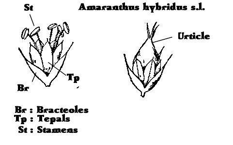 Sketches of the tepals and bracteoles of Amaranthus hybridus. Adapted by S.Mifsud from free interntet sources