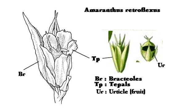 Sketches and diagrams of A. retroflexus. Adapted by S.Mifsud from free interntet sources