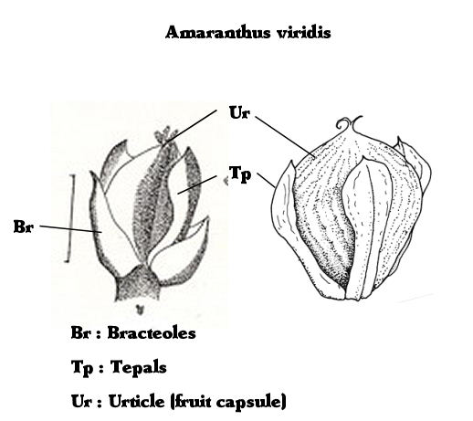 Sketches of the tepals and bracteoles of Amaranthus viridis. Adapted by S.Mifsud