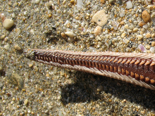 StarfishMellieha2.JPG