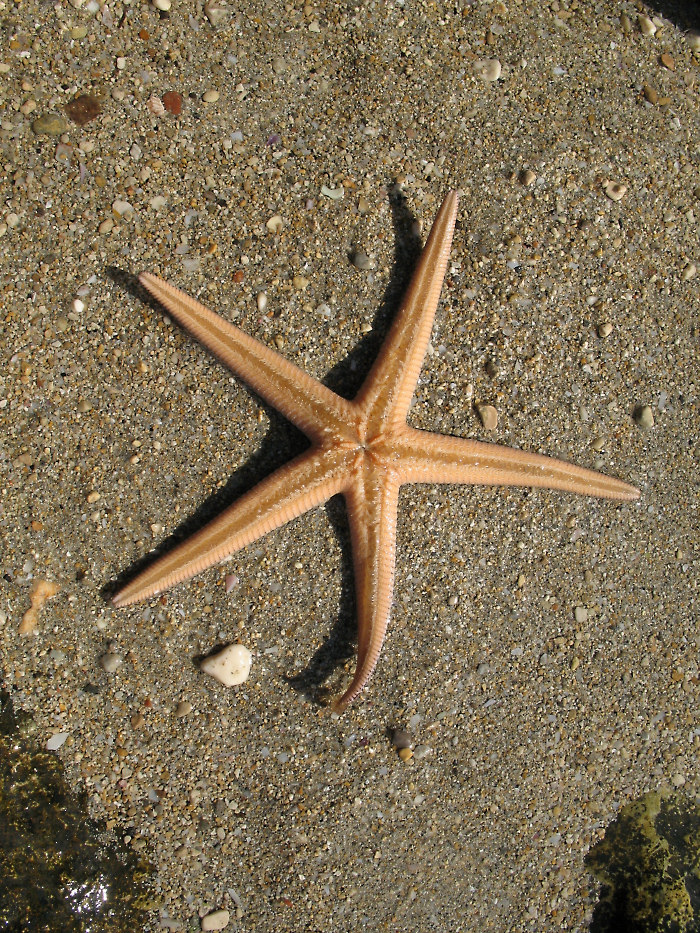 StarfishMellieha3.JPG