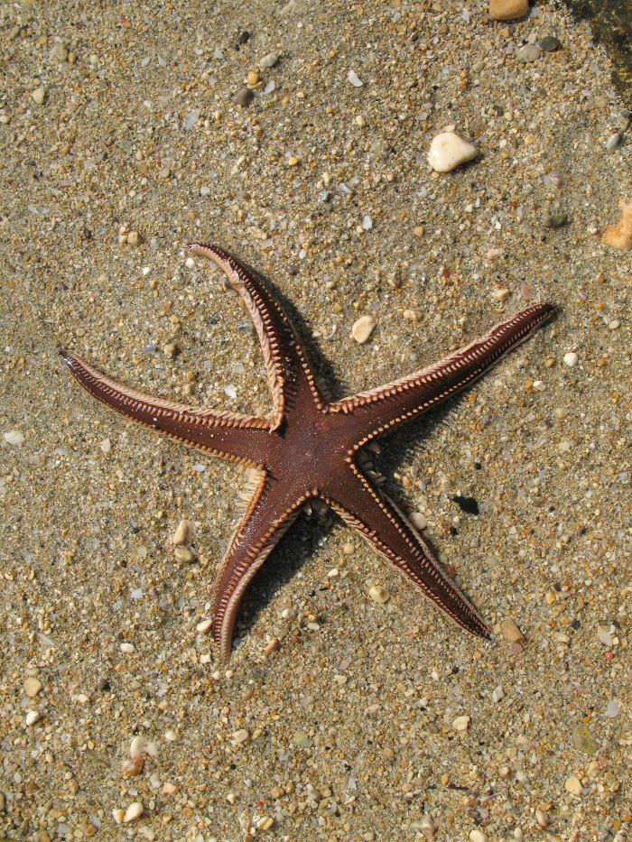 Starfish from Mellieha (Ghadira Bay)