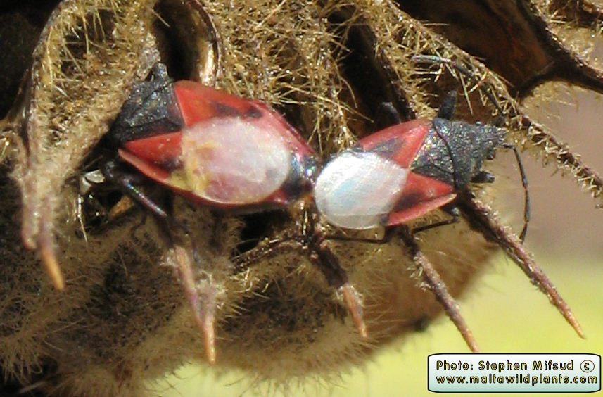SeedBoringInsects2.JPG