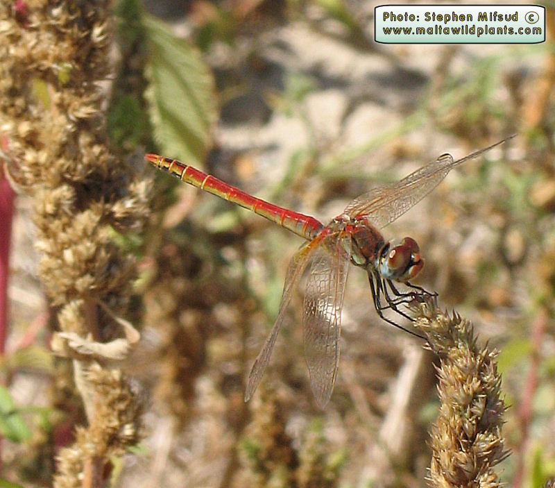 DragonFlyr_Red_Cyan.JPG