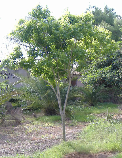 tree.jpg