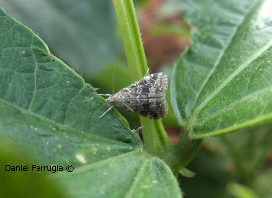 Looks like a Helula undalis?