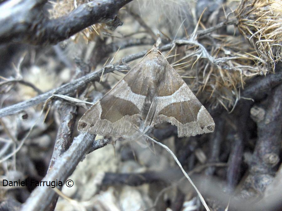 Nice moth. Damage on the right wing but still, It's beautiful!
