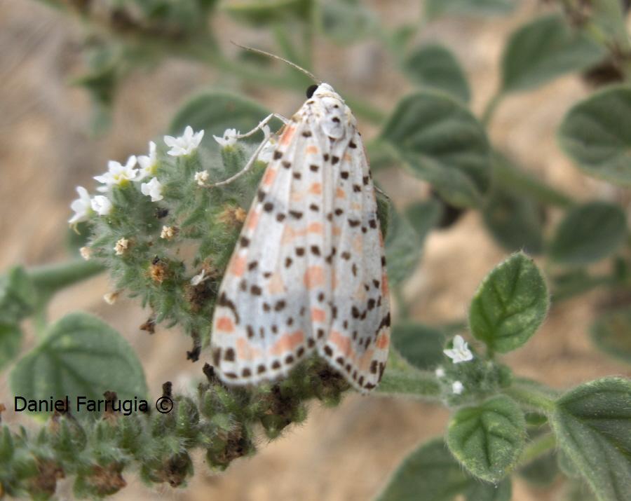 Nice coloration. Could somebody point out the name of the plant on which the moth is feeding. Photo is a bit blurry but i have better photos of it.