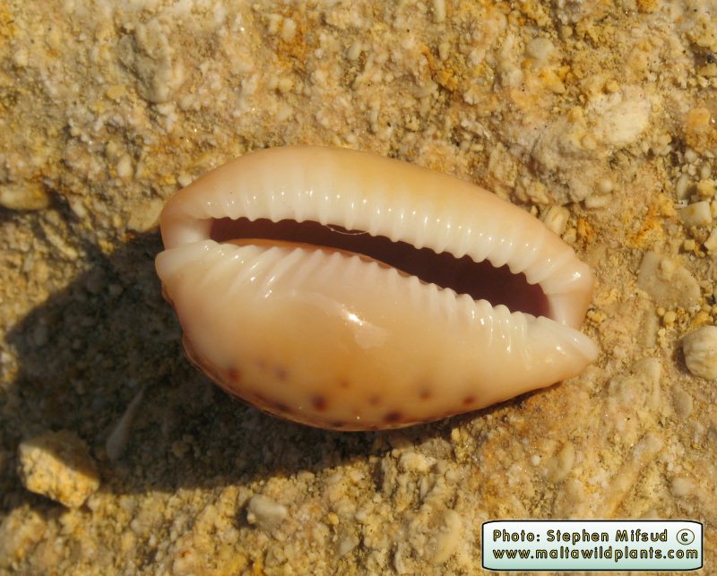 BrownMollusc2.JPG