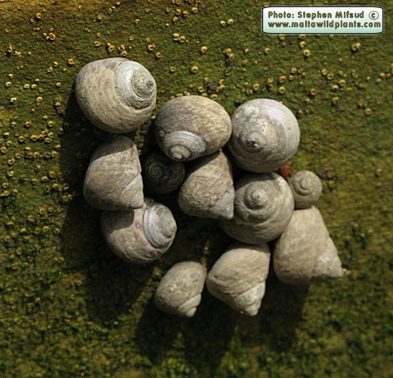 SeaSnail2.JPG