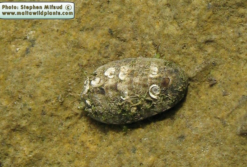 MarineOrganism2.jpg