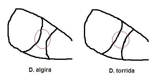 Dysgonia.jpg