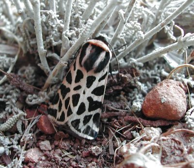 Cymbalophora pudica.jpg