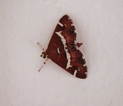 Spoladea recurvalis.jpg