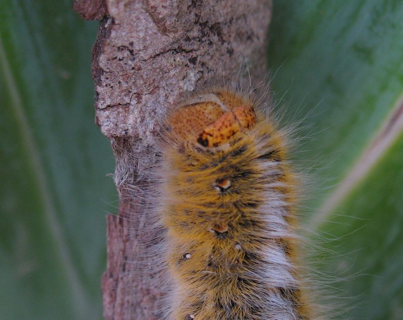 MustardMothCaterpillar2.jpg