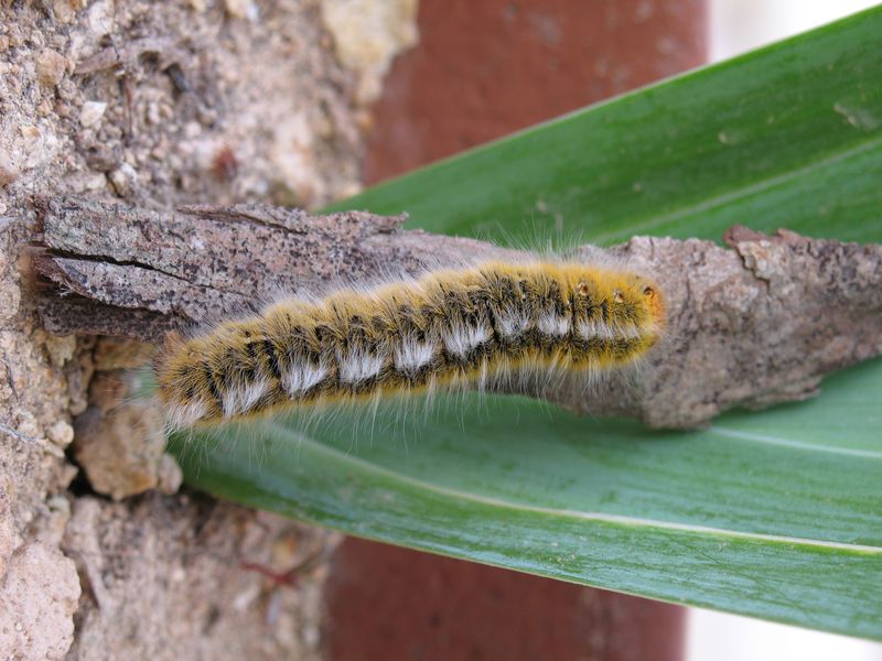 MustardMothCaterpillar1.jpg