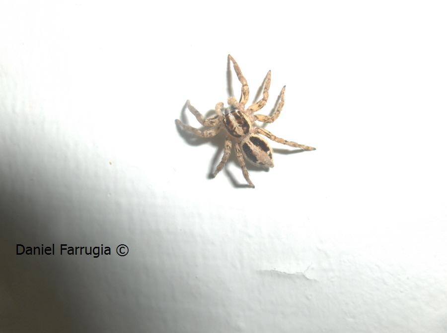 Still a bit small for an Adult wolf spider.