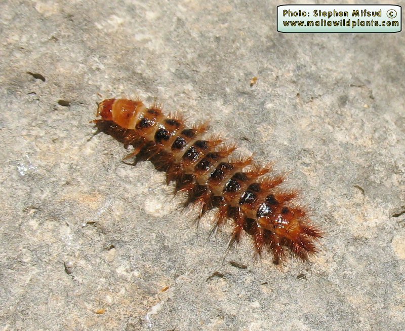 BrownHairyLarva.jpg