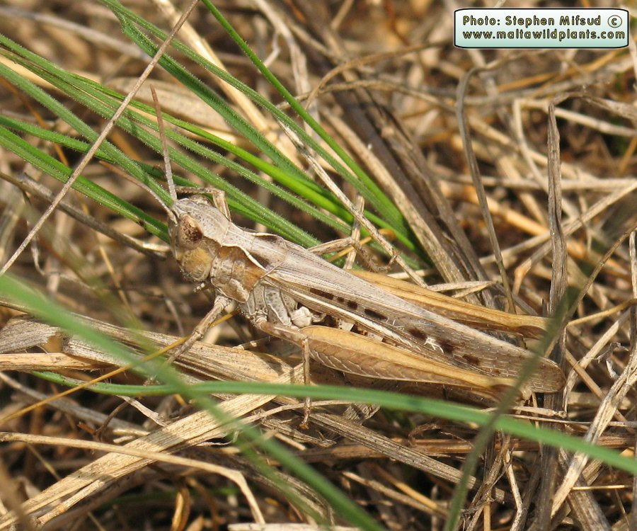 Locust_beige.jpg