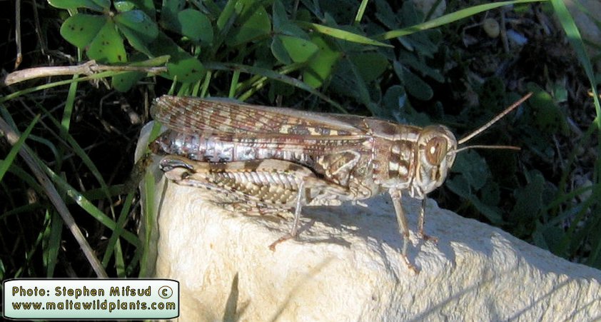 Locust5.jpg