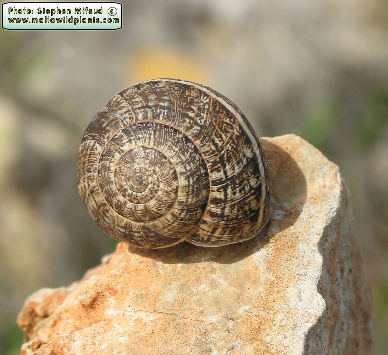 Snail_5317.JPG