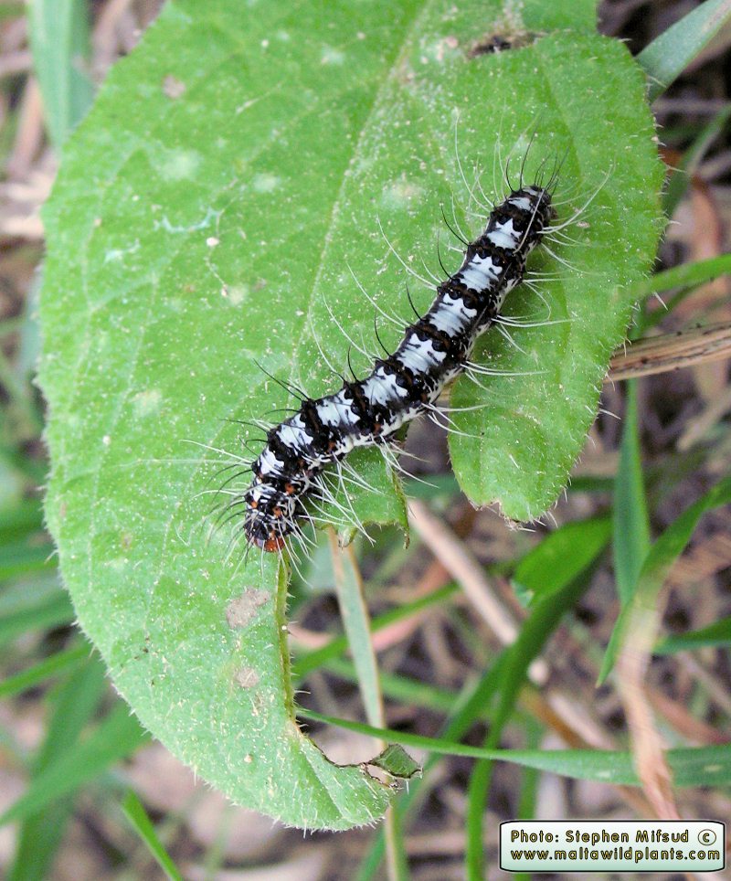 BorageLarvaeBlackCyan.jpg