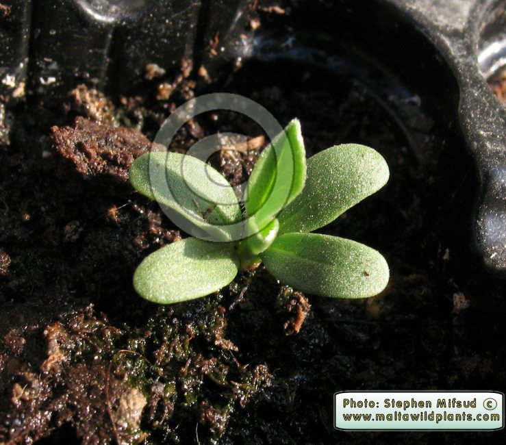 Do 4-cotyledons germinants mean something specific?