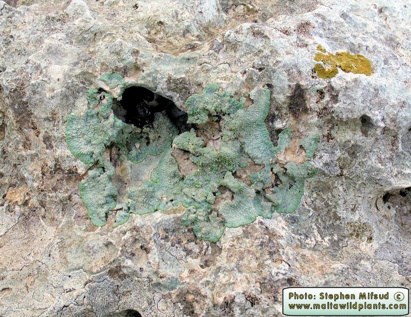 Green lichen on shaded rock