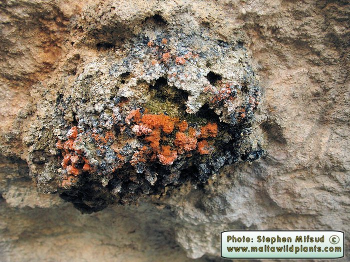 BrownLichen1.jpg