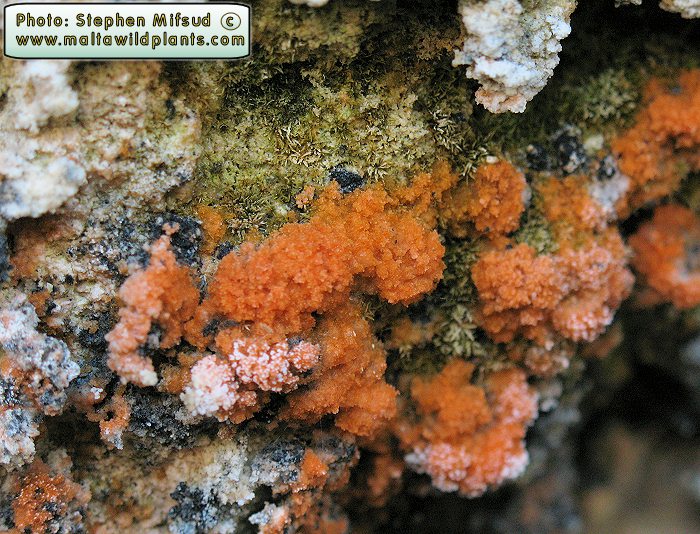 BrownLichen2.jpg