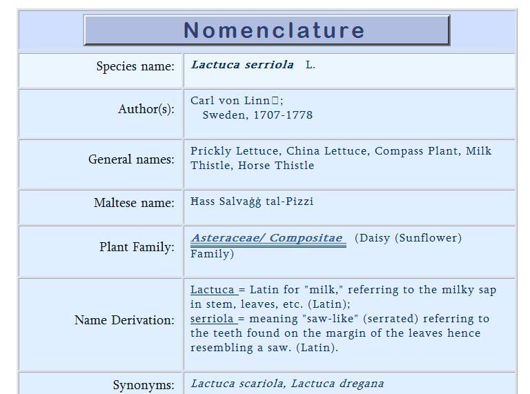 Lactuca.jpg